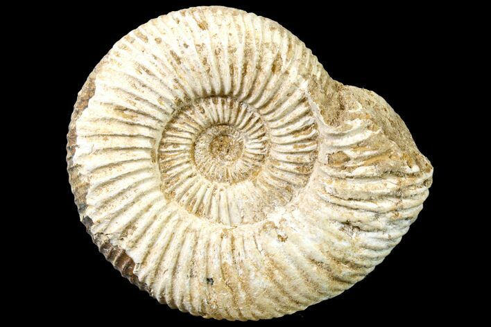 Jurassic Ammonite (Perisphinctes) Fossil - Madagascar #161741